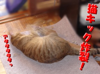 あび　猫キック.jpg