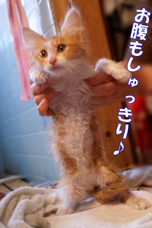 彦星　お腹も.jpg