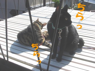 みるうめ　ちら.jpg
