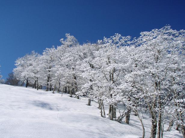 蒼い空に白い樹氷！
