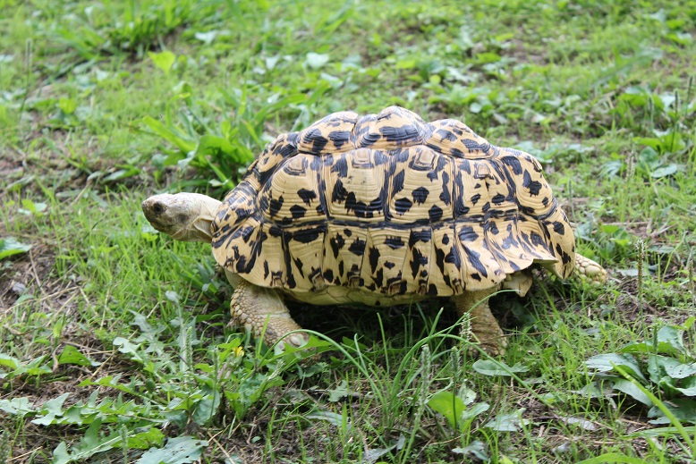 アマガエルの遊びに真剣