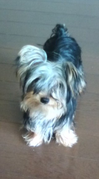 20090629133219 - コピー.jpg