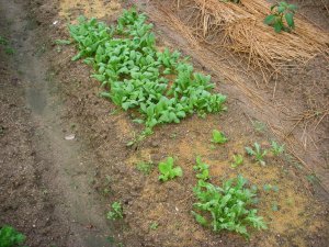 ほうれん草＆サラダ菜＆菊菜・・・2010/5/25