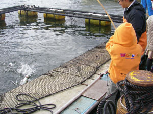 12月6日(日)第24回久美浜カキ・魚まつり