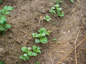 ほっといても勝手に生える青紫蘇・・・2010/5/25