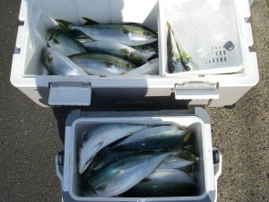 11月21日の釣果・・・ハマチ約50本とシロサバフグ