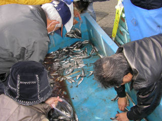 12月6日(日)第24回久美浜カキ・魚まつり