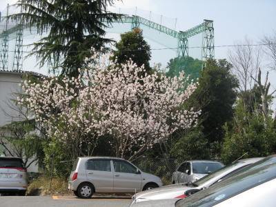 ２００８年春桜2