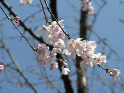 桜2008