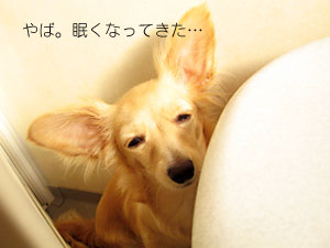 しこーてーしー