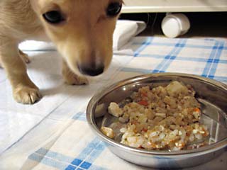 まめ食事中