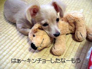ぬけがらになった犬の図