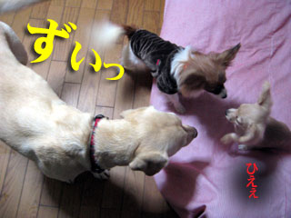 キンチョーして固まる犬の図