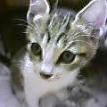 仔猫２