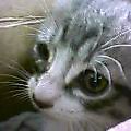 仔猫３