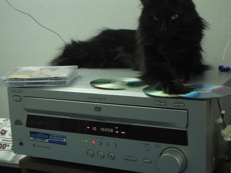 cat_4