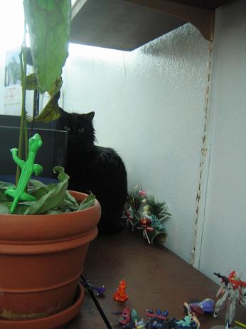 cat_2