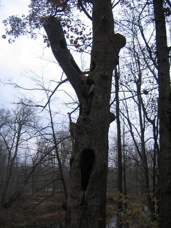 tree.JPG