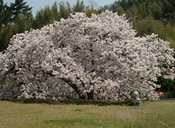桜＿１