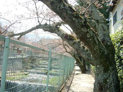 桜の幹