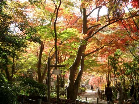 紅葉２