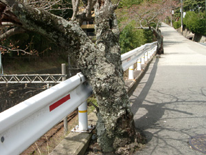 道路端の桜の木