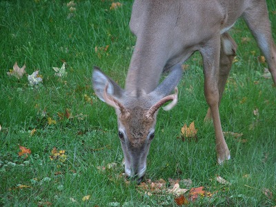 deerfrmthekitchen2