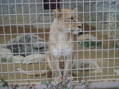 宮地嶽神社と動物園 0020002.jpg