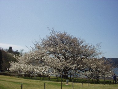 sakura