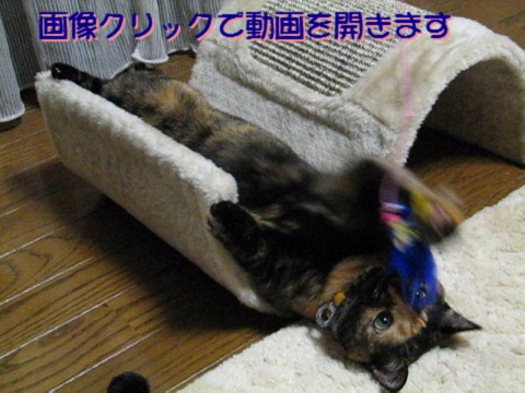 クリックで動画ウィンドウを開きます