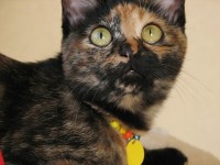 ｸﾘｯｸでｱｯﾌﾟ画像を開きます