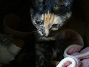 画面クリックで動画を開きます