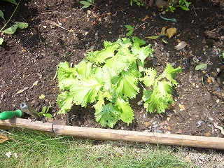 P1000613.jpg