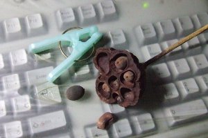 今年の蓮の実とタネ