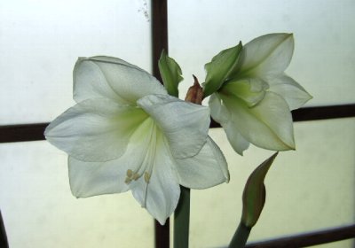 白い花のアマリリス