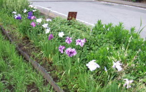 花菖蒲とドクダミ