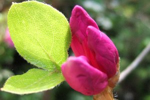 シブカワツツジの開花直前のつぼみ