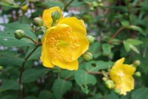 金糸梅の花