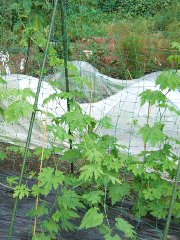 定植一ヵ月後のビタＣグリーン