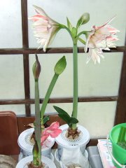 五月半ばのアマリリス三種