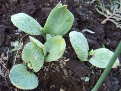 ウリ科の野菜みたいだけれど