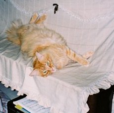 ピアノはダヤーのひんやりボード