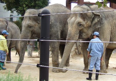 アーシャーとダヤー