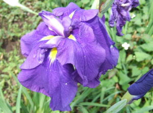 花菖蒲「湾鳳」？