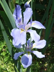 淡い青色のアイリスの花