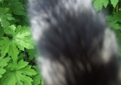 カメラに突進してきたプリスのせいでしっぽだけ撮影