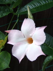 白花のマンデビラ
