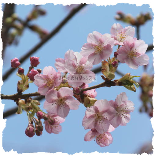 sakura