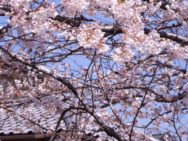 20110406sakura1