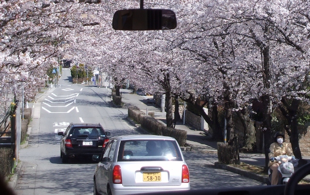 20110406sakura2